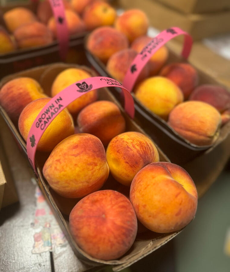 Fresh Ontario Peaches